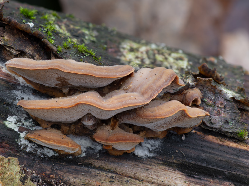 Antrodiella fragrans